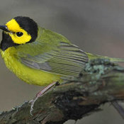 Hooded Warbler